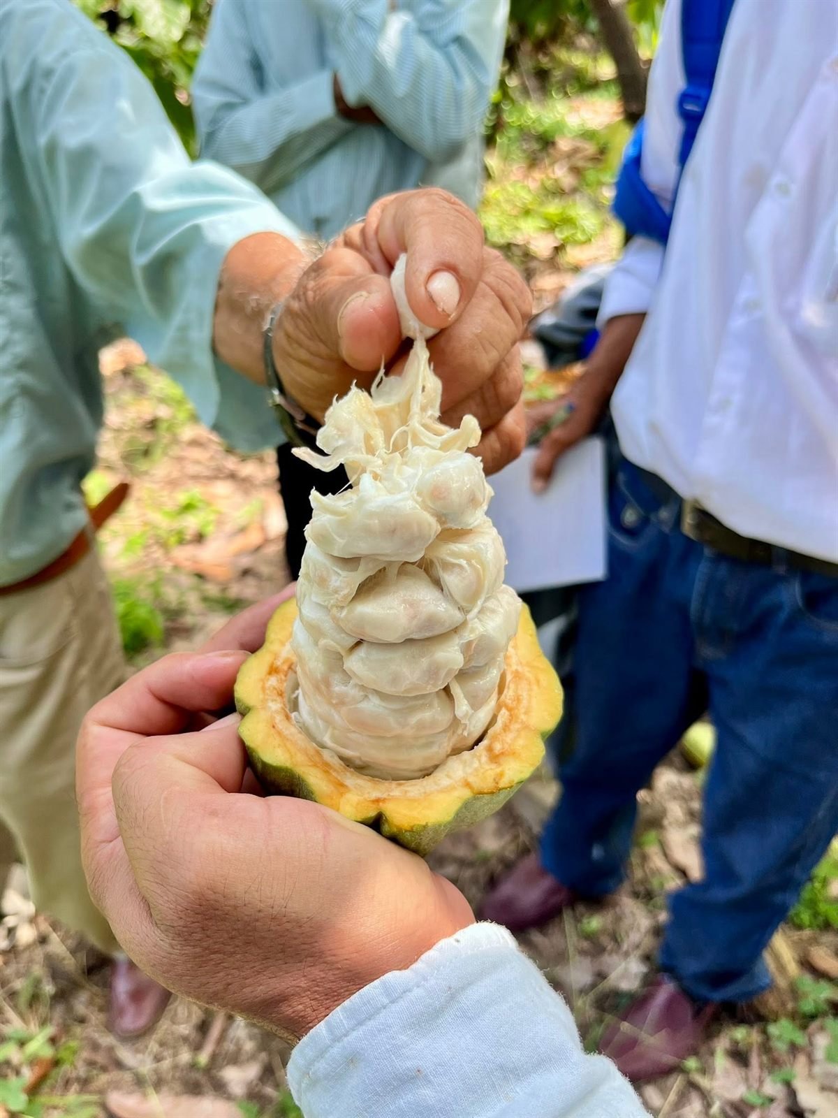 Mazorca de cacao blanco recién abierta, mostrando los granos frescos cubiertos de mucílago