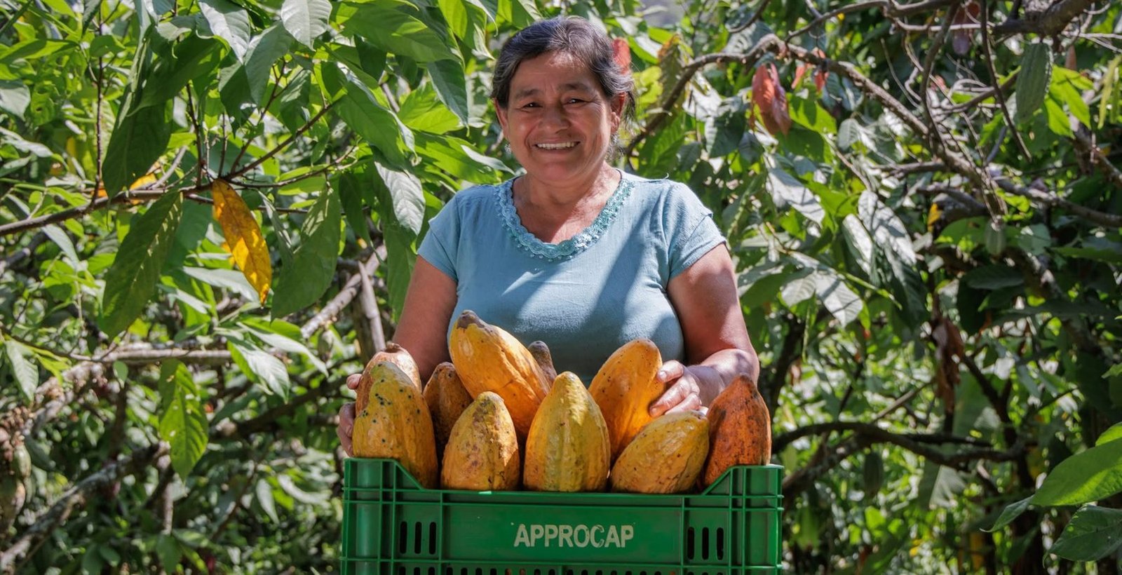 Productora asociada a APPROCAP sosteniendo una caja con mazorcas de cacao recién cosechadas
